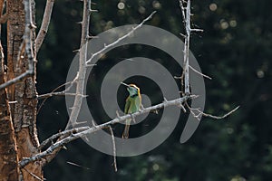 Tropical bird during safari game drive in Udawalawa National Park
