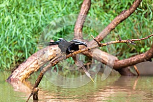 Snakebird, darter, American darter, or water turkey, Anhinga anhinga, Costa Rica photo