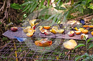 Tropical Bird Table, Tobago