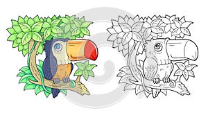 tropical bird toucan, illustration design