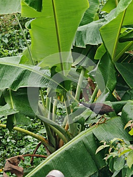 Tropical Bird on Wet Foliage After Rain