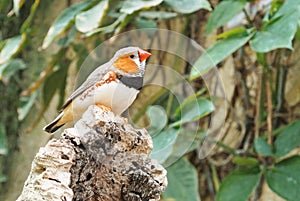 Tropical bird Zebra finch Taeniopygia guttata with red beak si