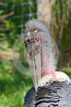 Tropical Bird in Zoo, Tampa