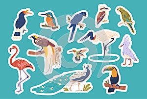 Tropical Birds Boast Vibrant Plumage. Isolated Vector Stickers Set. Rainforests Macaw, Toucan, And Parrot, Patches