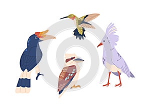 Tropical Birds Boast Vibrant Plumage. Rainforests Birds, Hummingbird And Kagu, Rhinoceros Hornbill Isolated Vector Set