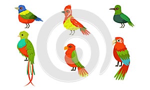 Tropical Birds Collection, Beautiful Birdies with Colored Plumage Vector Illustration