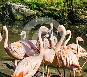 Tropical birds family composition of three flamingo birds with their beaks pointing together and more flamingos on the background