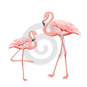 Tropical birds illustration. Pink flamingos set. Two staing flamingos. Elements for invitation card and your template