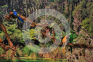 Observación de aves en la jungla 