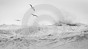 Tropical birds over wind blown waves