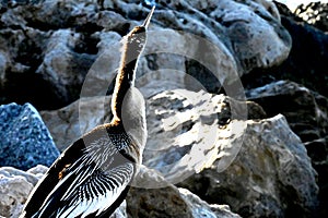Tropical Birds on the Rocks at the South Jetty in Venice Florida