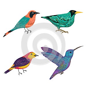 Tropical birds set. Exotic fauna. Isolated elements.