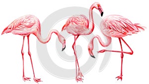 Tropical birds. Set of flamingos on white background. Watercolor pink flamingo.