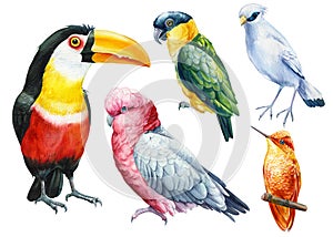 Tropical birds set. Parrots, hummingbird, Jalak Bali, toucan watercolor illustration isolated on white background