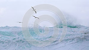 Tropical birds soar above the waves