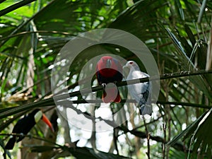 Tropical birds socialise on tree branches