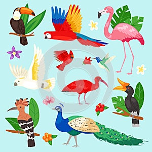 Tropical birds vector exotic parrot or flamingo and peacock with palm leaves illustration set of fashion birdie ibis or photo