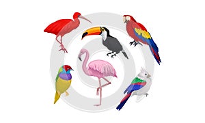 Tropical Birds Vector Isolated On White Background Set