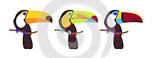 Tropical birds vector set. Rainbow-billed, Toco, Keel-Billed, White-throated, Cuviers toucan. Wild animal for zoo and