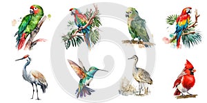 Tropical birds. Watercolor clipart on a white background