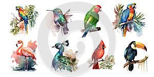 Tropical birds. Watercolor clipart on a white background