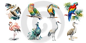 Tropical birds. Watercolor clipart on a white background