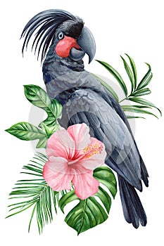Tropical black bird, flower and leaves watercolor isolated, cute bird drawing, flora design parrot cockatoo illustration