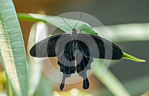 Tropical black butterfly sitting open on leaf