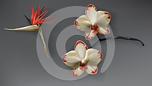 Tropical black, red and gold orchid flower on dark