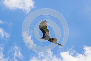 Tropical Black Turkey Vulture Cathartes aura aura blue sky Mexico