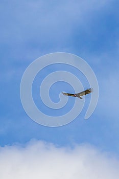 Tropical Black Turkey Vulture Cathartes aura aura blue sky Mexico