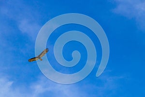 Tropical Black Turkey Vulture Cathartes aura aura blue sky Mexico
