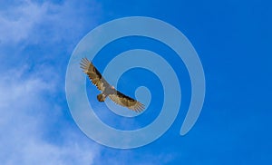 Tropical Black Turkey Vulture Cathartes aura aura blue sky Mexico