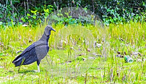 Tropical Black Vulture with Heineken beer Beach Ilha Grande Brazil