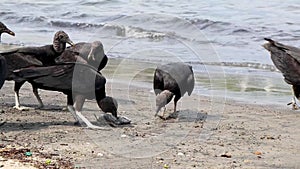 Tropical Black Vultures eat fish carcass Rio de Janeiro Brazil