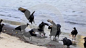 Tropical Black Vultures eat fish carcass Rio de Janeiro Brazil