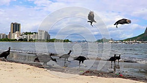 Tropical Black Vultures eat fish carcass Rio de Janeiro Brazil