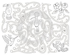 Tropical black and white maze for children. Preschool exotic activity. Funny jungle puzzle with cute parrot, hoopoe and toucan.