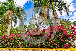 Tropical Bliss: Palms and Bougainvillea Against Blue Skies in Yucatan