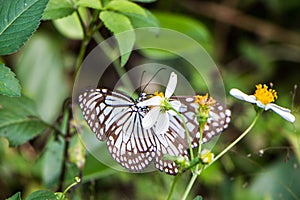 Tropical blue and black butterfly sitting on a flower