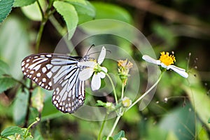 tropical blue and black butterfly sitting on a flower