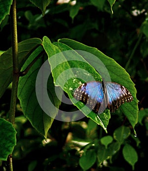 Tropical blue butterfly