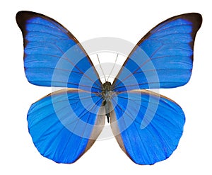 Tropical blue butterfly