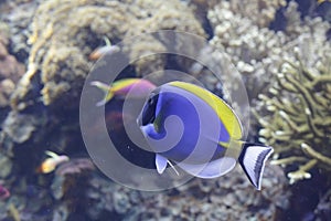 Tropical blue fish