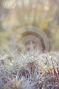 Tropical blue-gray grass