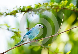 Tropical Blue-gray Tanager perched on a branch in a garden