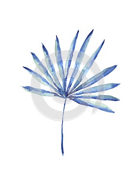 Tropical blue palm leaf