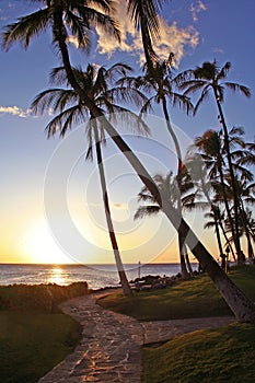 Tropical blue sky with palm trees