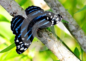 Tropical blue wave butterfly closeup