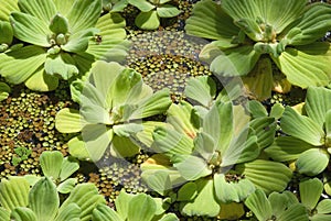 Tropical bog.